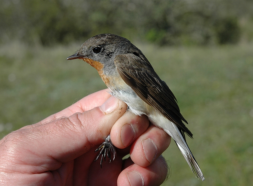 Red-breasted flycatcher, Sundre 20100522